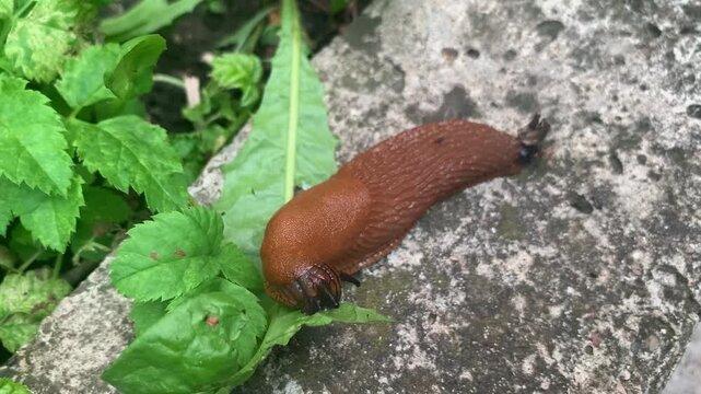Invasive Spanish slug crawling on stone near green foliage, garden pest concept.