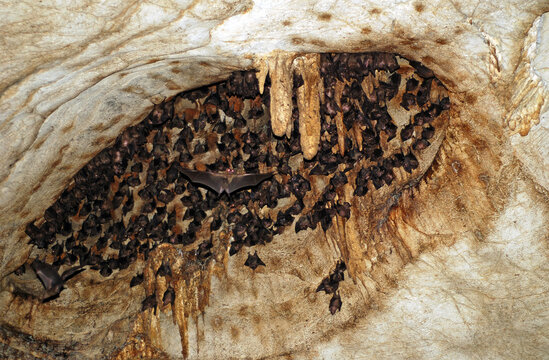Madagascar, National Park of Ankarana, bats in flying bat cave