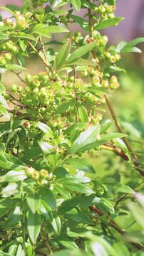 Vertical close-up of dense clusters of unripe green blueberries on thin woody stems surrounded by glossy lanceolate leaves, captured at canopy level in sunlit garden