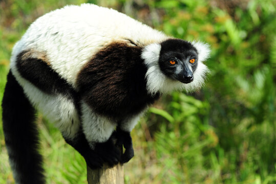 Madagascar, Andasibe, ile aux lemuriens, Black & White Ruffed Lemurs (Varecia variegata species : variegata, editorum & subcincta) in nature