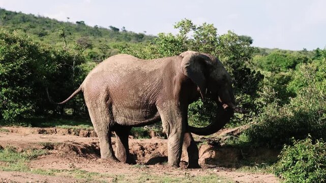 Large African elephant covering itself with mud in Masai Mara National Reserve, Kenya, showing natural cooling behavior in the savanna habitat