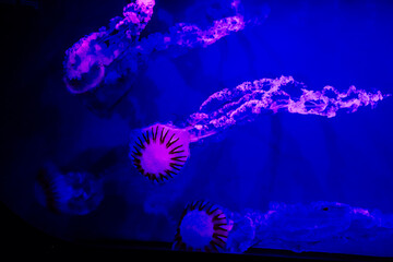 Colorful jellyfish swim in water beneath blue lighting during evening hours © ir1ska