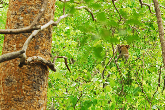 Madagascar, National Park of Ankarana, mother and baby crowned lemur jumping from tree to tree (Eulemur coronatus)