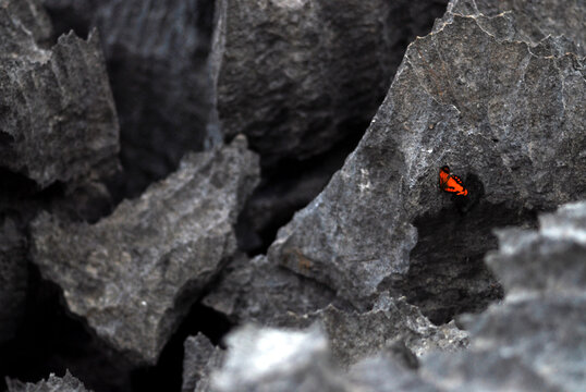 Madagascar, National Park of Ankarana, red butterfly in between the rocks