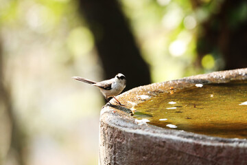Long-tailed tit taking a bath © toritori_moumou