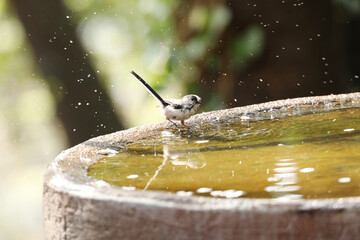 Long-tailed tit taking a bath © toritori_moumou