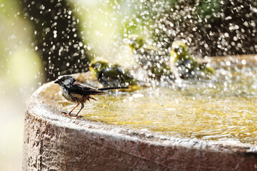 Long-tailed tit taking a bath © toritori_moumou