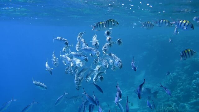 A captivating underwater spectacle features a large school of mackerel feeding together in crystal clear blue ocean waters.