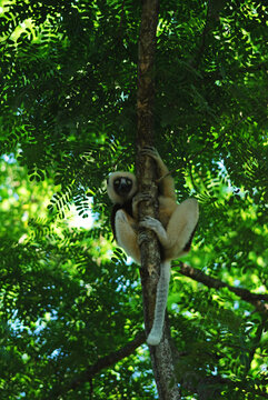 Madagascar, National Park of Ankarafantsika, Coquerel Sifaka Lemur (Propithecus coquereli) in the trees