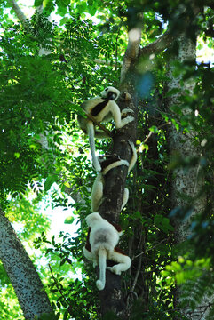 Madagascar, National Park of Ankarafantsika, Coquerel Sifaka Lemur (Propithecus coquereli) in the trees