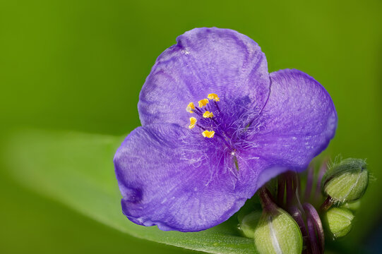 Blue flower of Tradescantia sp. plant.