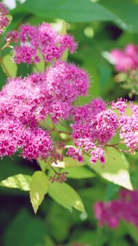 Close-up motion showing dense magenta flower clusters on shrub gradually reframed and refocused to emphasize different heads, nearest blooms remain sharp while adjacent