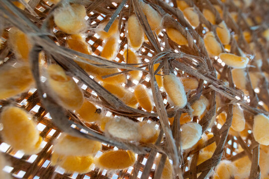Bright golden yellow silkworm cocoons resting inside a woven bamboo frame prepared for silk extraction.