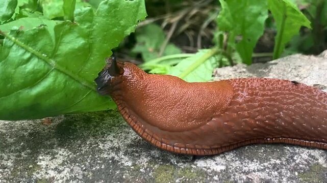 Large Spanish slug feeding on a green leaf outdoors, agricultural pest concept.