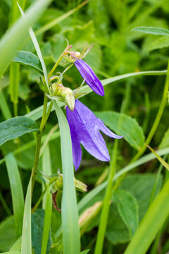 Vertical close-up of a purple bellflower with a delicate bud on a green stem. Soft natural light highlights the floral texture in a quiet summer meadow.