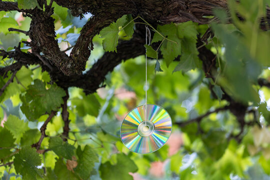 Old compact disc hanging from a grapevine as an improvised bird deterrent, using reflected light to protect grapes from birds in a vineyard.