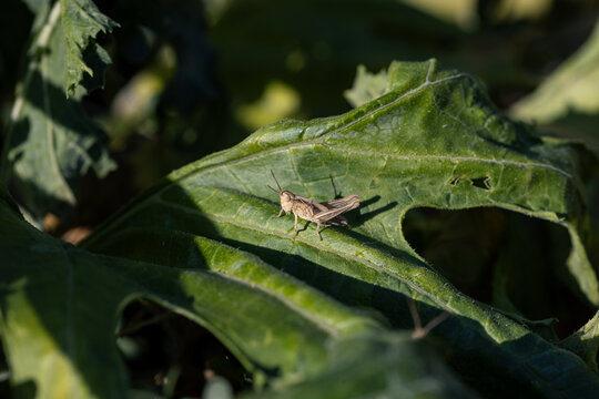 Close-up macro photo of a small brown grasshopper resting on a green leaf under warm natural sunlight. Great for nature, agriculture, and entomology concepts.
