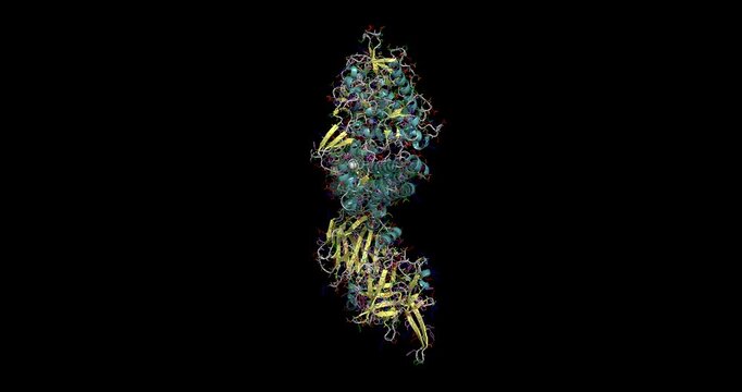Clostridium botulinum neurotoxin type B, 3D model 4K spinning