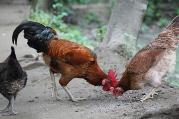 rooster and hens © Abul Kalam
