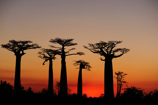 Madagascar, Morondava, Baobab Alley, view on Adansonia Grandidieri at sunset