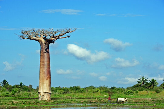Madagascar, Morondava, Baobab Alley, view on Adansonia Grandidieri and man working in the field