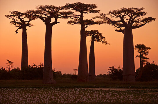 Madagascar, Morondava, Baobab Alley, view on Adansonia Grandidieri at sunset