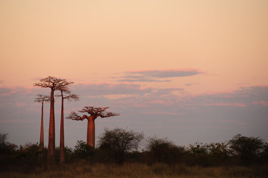 Madagascar, Morondava, Baobab Alley, view on Adansonia Grandidieri at sunset
