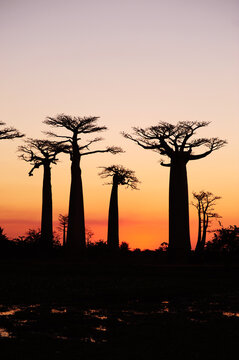 Madagascar, Morondava, Baobab Alley, view on Adansonia Grandidieri at sunset