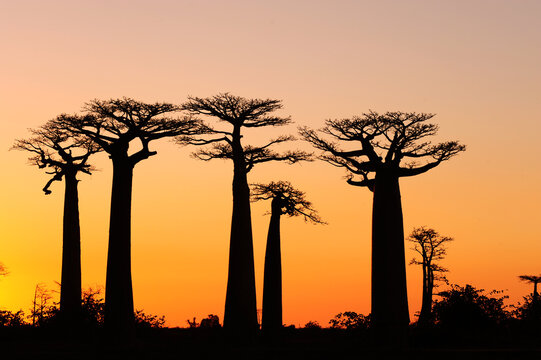 Madagascar, Morondava, Baobab Alley, view on Adansonia Grandidieri at sunset