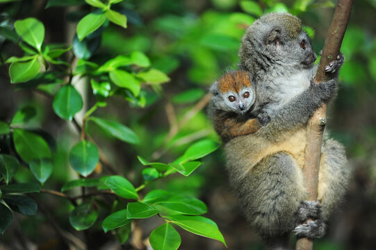 Madagascar, Andasibe, ile aux lemuriens, mother and baby endangered primate Golden Bamboo Lemur (Hapalemur aureus)