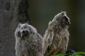 Two cute young long-eared owl chicks Asio otus sitting on a tree branch in a green spring forest alert juvenile birds looking around closeup portrait wildlife photography © Rudolf