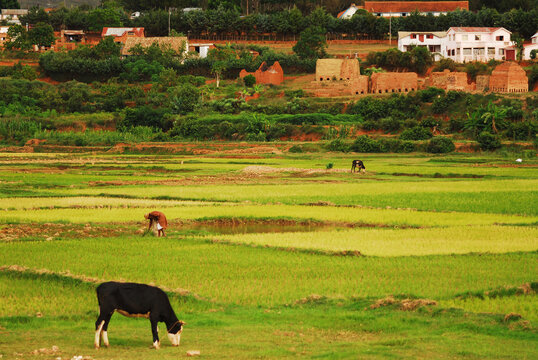 Madagascar, Antananarivo, man working with zebu in rice paddies