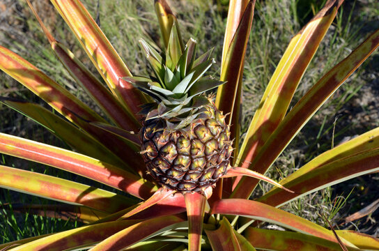 Madagascar, Antananarivo, close-up on pineapple plant