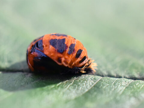 Harlequin ladybird pupa, Harmonia axyridis, on a green leaf