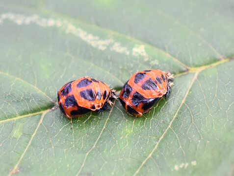 Harlequin ladybird pupa, Harmonia axyridis, on a green leaf