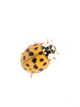 Invasive harlequin ladybird, Harmonia axyridis, isolated on white background