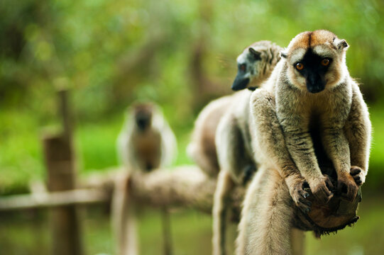 Madagascar, Andasibe, ile aux lemuriens, group of Verreaux's sifaka (Propithecus verreauxi