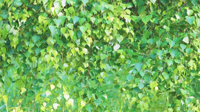 Dense birch foliage fills wide horizontal view with thin drooping branches, heart-shaped leaves, and varied green tones from pale lime to deep emerald, gently moving in