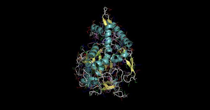 Clostridium botulinum neurotoxin serotype F catalytic domain bound to inhibitor INH2, critical zinc-endopeptidase target for therapeutic intervention against botulism, 3D model spinning, 4K