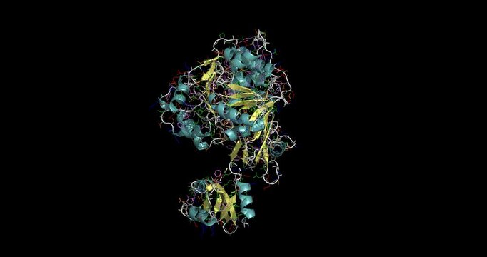 Firefly Luciferase, 1LC, bioluminescent enzyme catalyzing luciferin oxidation to produce light, 3D molecule spinning, 4K