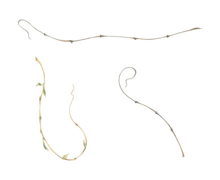 Delicate climbing plant tendrils, graceful spiral shapes, natural arabesque. Watercolor hand drawn crayon pencil illustration. Botanical design elements, garden graphics, decorative borders, dividers