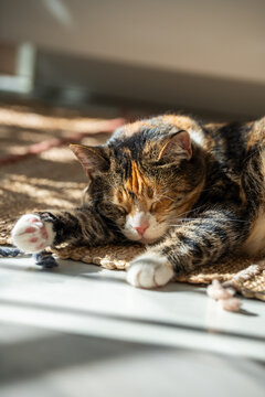Relaxed calm Calico cat sleeping on rug under warm rays of sun at home, kitty having sweet dream during day, napping, resting. Pet life. 