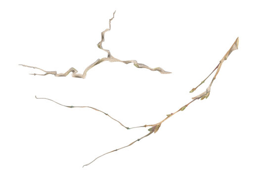 Twisted old tree, bush branch, graceful climbing vines and fresh creeping tendrils. Watercolor plant illustration hand drawn in crayon pencil. Botanical planner design, nature research books, journals
