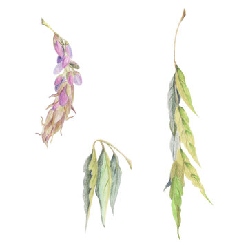 Compound feathered wisteria, varnish tree, laurel bay leaves, snowbell bush, spindle, privet leaflets stalk, opening bud, ornamental vine foliage. Watercolor illustration hand drawn in crayon pencil.