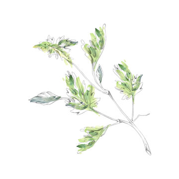 Cardamom, cilantro aromatic spices, coriander, parsley culinary herbs, leafy seasoning plants. Isolated pencil and watercolor hand drawn illustration. International cuisine, recipe books, spice guides