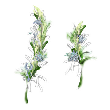 Rosemary, lavender or savory fragrant Mediterranean herbs, flowering aromatic plants, culinary seasonings fine foliage. Isolated pencil and watercolor hand drawn illustration. Wellness, aromatherapy