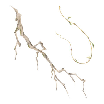 Botanical branch, curling tendril shoot with natural growth habit and elegant form. Watercolor illustration hand drawn in crayon pencil. Educational resources, pattern development, branding materials.