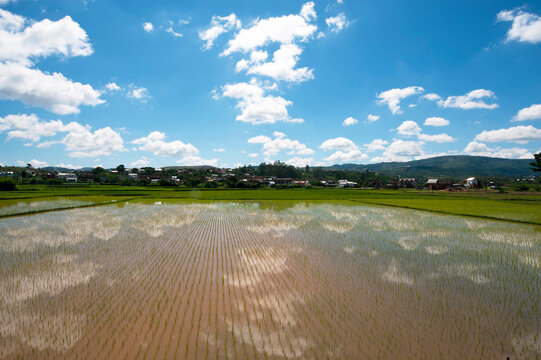 Madagascar, Ambositra, blue sky reflecting in rice fields
