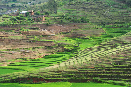 Madagascar, Ambalavao, spectacular green ricefield in rainy season