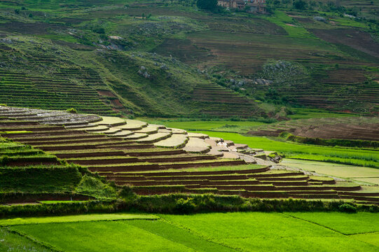 Madagascar, Ambalavao, spectacular green ricefield in rainy season